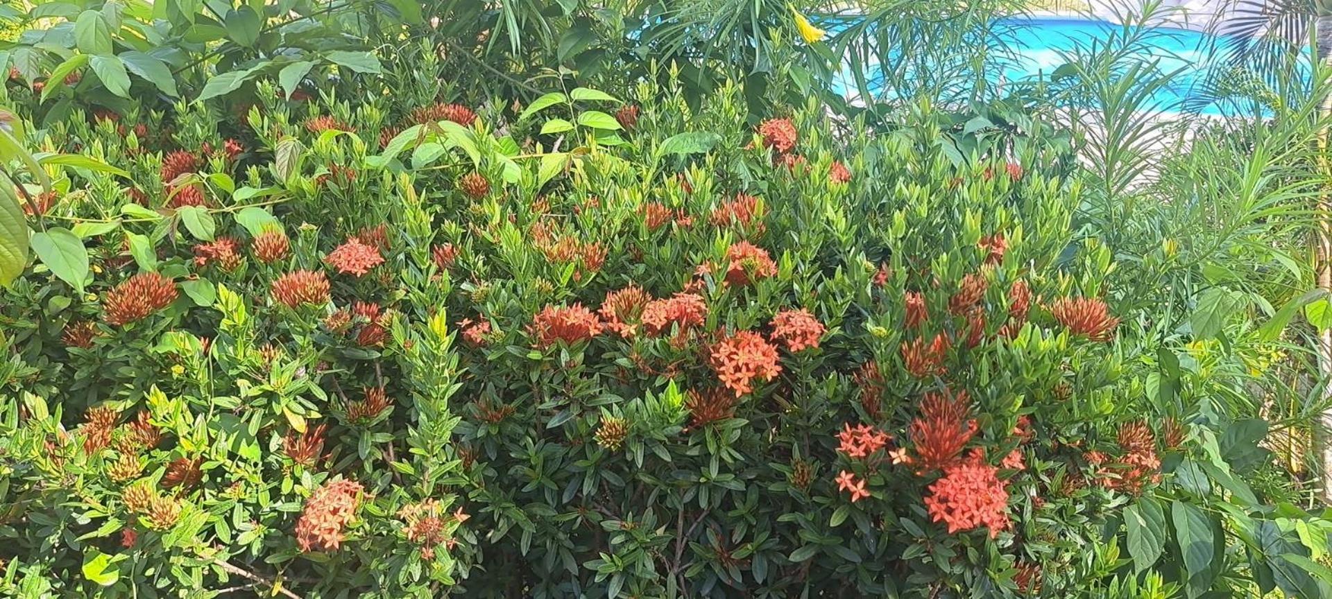Siam Flora Resort Ko Lanta Exterior foto